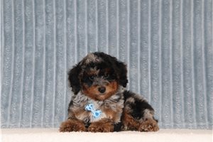 Frankie - Poodle, Miniature for sale