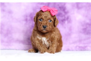 Kora - Poodle, Miniature for sale