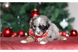 Faye - Poodle, Miniature for sale