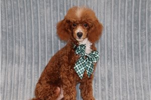 Dagwood - Miniature Poodle for sale