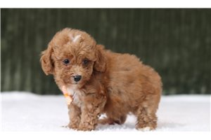 Drew - Miniature Poodle for sale