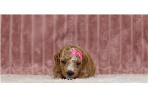 Cameo - Poodle, Miniature for sale