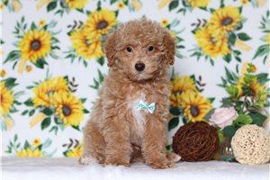 Preston - Miniature Poodle for sale