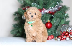 London - Poodle, Miniature for sale