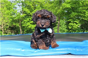 Daniel - Miniature Poodle for sale