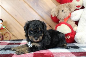 Samson - Poodle, Miniature for sale