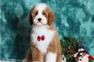 Vernard - Poodle, Miniature for sale