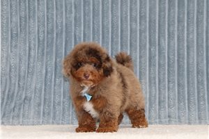 Bentley - Miniature Poodle for sale