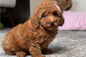 Olivia - Poodle, Miniature for sale