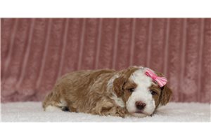 Lila - Miniature Poodle for sale