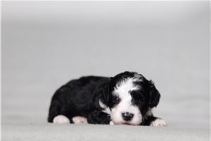 Nisha - Poodle, Miniature for sale