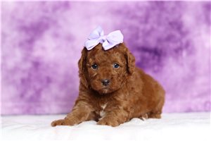 Kaitlin - Miniature Poodle for sale