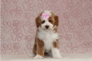 Lila - Miniature Poodle for sale