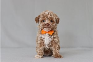 Ferdinand - Poodle, Miniature for sale