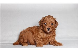Dougie - Poodle, Miniature for sale