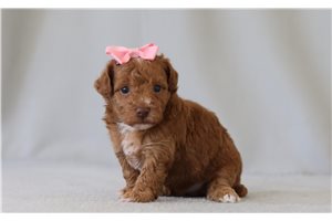 Britt - Poodle, Miniature for sale