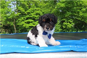Dylan - Poodle, Miniature for sale