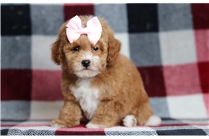 Kennedy - Poodle, Miniature for sale