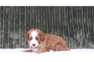 Lucas - Miniature Poodle for sale