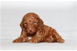 Ozzy - Poodle, Miniature for sale