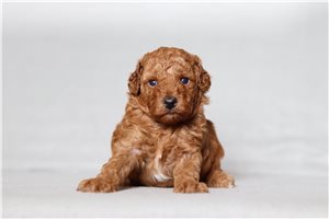 Opal - Poodle, Miniature for sale