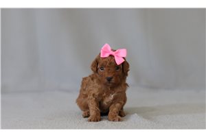 Brianna - Poodle, Miniature for sale