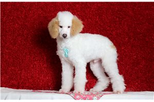 Garth - Poodle, Miniature for sale