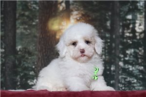 Fabian - Poodle, Miniature for sale