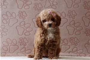 Delaney - Poodle, Miniature for sale