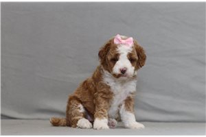 Angel - Poodle, Miniature for sale