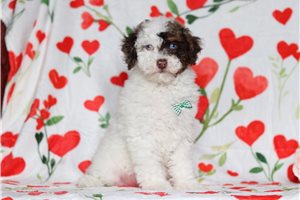Parker - Poodle, Miniature for sale
