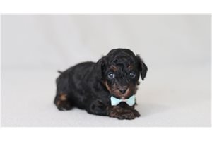 Madden - Poodle, Miniature for sale