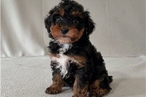 Kiera - Poodle, Miniature for sale