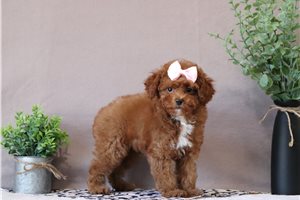 Kinsley - Miniature Poodle for sale