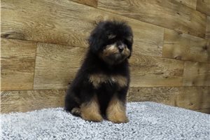 Owen - Miniature Poodle for sale