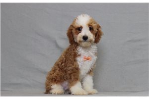 Xander - Miniature Poodle for sale