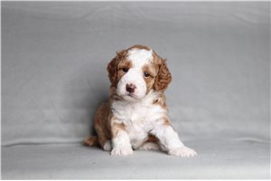 Dean - Poodle, Miniature for sale