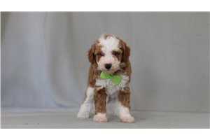 MacGregor - Miniature Poodle for sale