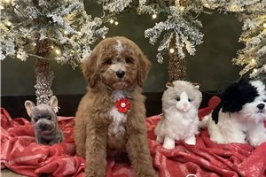 Vester - Poodle, Miniature for sale