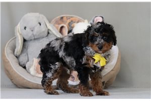 Frankie - Poodle, Miniature for sale