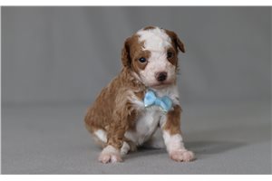 MacGregor - Poodle, Miniature for sale
