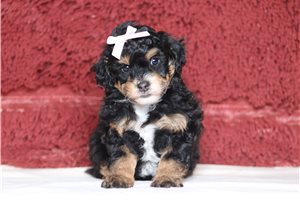 Madison - Poodle, Miniature for sale