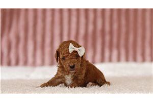 Grace - Miniature Poodle for sale