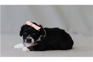 Brooke - Poodle, Miniature for sale