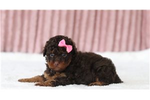 Seema - Miniature Poodle for sale