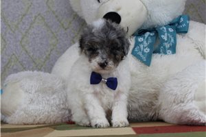 Andrew - Poodle, Miniature for sale