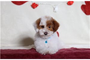Finnegan - Poodle, Miniature for sale
