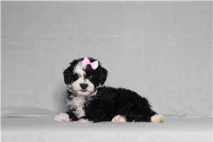 Nisha - Poodle, Miniature for sale