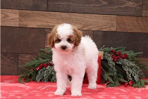 Legend - Poodle, Miniature for sale