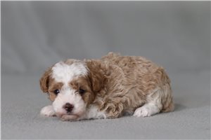 Karl - Poodle, Miniature for sale